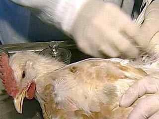 О профилактике гриппа птиц